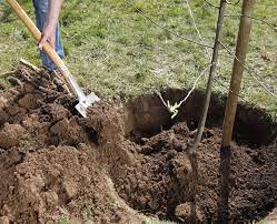 Außerdem ist der genaue zeitpunkt von den witterungsbedingungen ihrer region abhängig. Apfelbaum Pflanzen Schritt Fur Schritt Anleitung Mein Schoner Garten