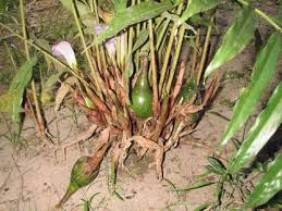 Image result for Aframomum mala