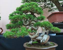 Heathrow Bonsai Show 2016 Kaizen Bonsai Blog Bonsai Bonsai Tree Bonsai Garden