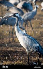 Agemon Bird Sanctuary,Upper Galilee,Israel,cranes Stock Photo - Alamy