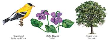 New Jersey State Bird Flower And Tree State Birds Flowers Bird