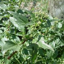 Image result for Chenopodiastrum murale