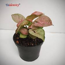 Syngonium Plant Online Plant Nursery Ornamental Plants Buy Plants