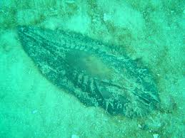 Augustine beach | located on anastasia island just south of the historical city of st. Egg Case Of St Joseph Shark At Long Beach Observation Southern Africa Ispot