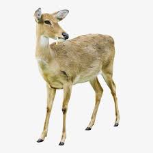 Deer Png Image With Transparent Background White Tailed Deer Doe White Background Free Transparent Png Download Pngkey Read me fotomix download link : white tailed deer doe white background