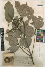 Image result for Glenniea