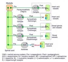 Heart Nerve Anatomy Overview Gross And Microscopic Anatomy Pathophysiologic Variants