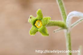 Image result for Trochomeria hookeri