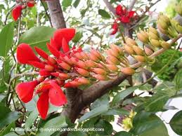 Image result for Erythrina fusca