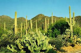 Organ pipe cactus national monument, arizona, united states. Organ Pipe Cactus National Monument Arizona Travel World Time Zones