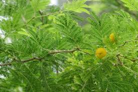 Image result for Acacia fleckii
