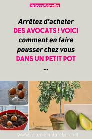 Arretez D Acheter Des Avocats Voici Comment En Faire Pousser Chez Vous Dans Un Petit Pot Maison Avocats Cultivernaturelle Brussel Sprout Sprouts Healthy