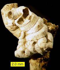 Tube Worm Definition And Synonyms Of Tube Worm In The English Dictionary