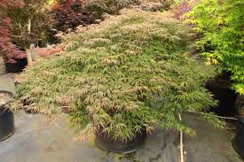 Pin On Japanese Maple Tree