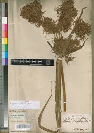 Image result for Cyperus pectinatus