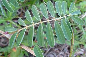 Image result for Tephrosia multijuga