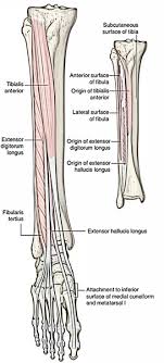 The accompanying muscle diagram reveals the position of the muscles of the lower legs in this pose. Anterior Compartment Of The Leg Muscles Arteries Nerves Earth S Lab