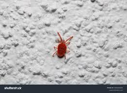 Image result for Trombicula autumnalis