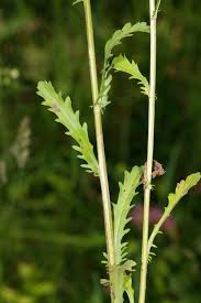 Image result for Dewildemania