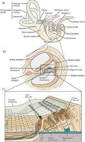 Image result for Cochlea