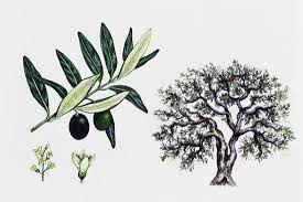 Image result for Oleaceae