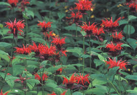 Image result for Monarda didyma