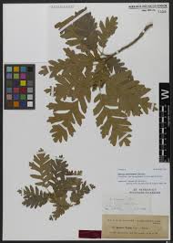 Image result for Kotschya