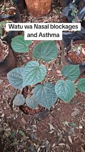 Image result for Piper capense