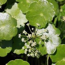 Image result for Hydrocotyle ranunculoides