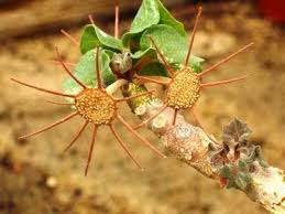 Image result for Dorstenia cuspidata