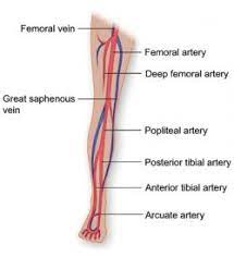 Label the leg blood vessels! Vasculature Of The Leg Texas Heart Institute