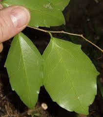 Image result for Scolopia stolzii