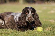 Check spelling or type a new query. 51 Best Silken Windhound Images In 2014 Der Perfekte Hund Hunde Hunderassen