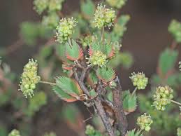 Image result for Psammotropha myriantha