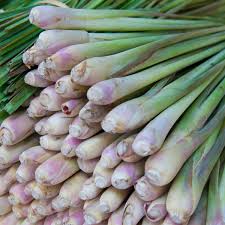 Image result for Cymbopogon citratus