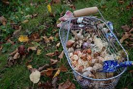 Die beste zeit, um blumenzwiebeln zu stecken ist meiner erfahrung nach im spätsommer und im frühjahr, denn steckt man spät im herbst, kann ein nasser winter ausfälle verursachen. Blumenzwiebeln Setzen Schnell Und Einfach Mit Dieser Anleitung