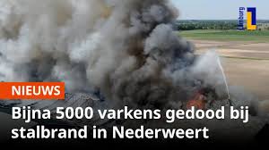 De brandweer is met groot materieel uitgerukt en heeft opgeschaald naar grip 1. 4600 Varkens Omgekomen Bij Nederweertse Stalbrand Youtube