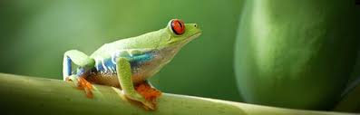 Maybe you would like to learn more about one of these? Red Eyed Tree Frog