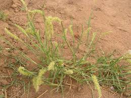 Image result for Cenchrus biflorus