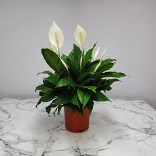 Spathiphyllum Peace Lily | Tropical Plants of Florida