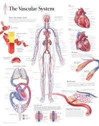  relationship between blood vessels 1. The Vascular System Scientific Publishing