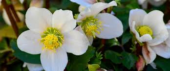 Guide To Choosing Winter Plants For Raleigh Nc