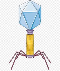 Il fago λ permette clonazioni piccole, al massimo fino a 20 kb, ciò è dovuto al suo dna impacchettato nella testa di forma icosaedrica. Bacteriofago Las Bacterias Servier Medica Imagen Png Imagen Transparente Descarga Gratuita