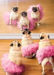 Go Ahead And Twirl Cause You Are Tutu Fabulous Posted From Seriously Funny Cards Cute Animals Pugs Funny Cute Pugs