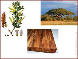 Check spelling or type a new query. Acacia Wood Was Used To Construct The Tabernacle A Post On This Can Be Read Here Https Biblestudentsdaily Com The Tabernacle Tabernacle Tabernacle Of Moses