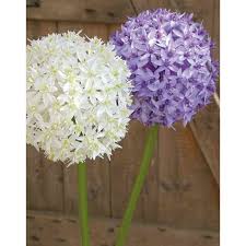 Kath laliberte · april 27, 2020 at 08:31:08 · →. Artificial Allium Flower Liecha White 80cm O14cm