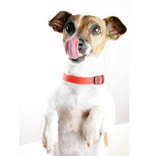Quel Type D Alimentation Choisir Pour Votre Chien Wanimoveto