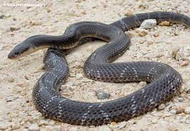 Common Krait Snake Snake Venom Amphibians
