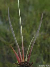 Image result for Xyris parvula