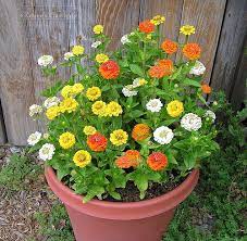 Zinnia Pixie Sunshine Container Flowers Container Gardening Flowers Container Gardening